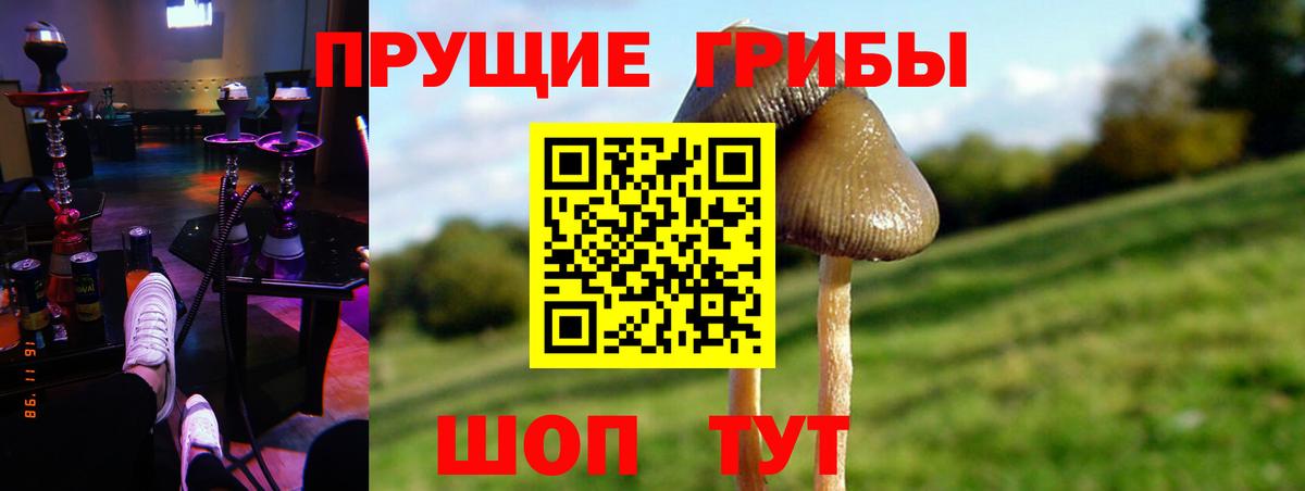 Псилоцибиновые грибы Psilocybe Мирный